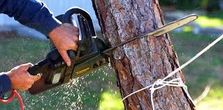 Best Tree Mulching  in Lexington, SC