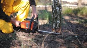Best Tree Maintenance Programs  in Lexington, SC