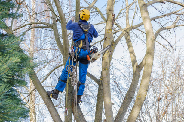 Best Tree Cabling and Bracing  in Lexington, SC