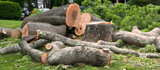 Best Utility Line Clearance  in Lexington, SC
