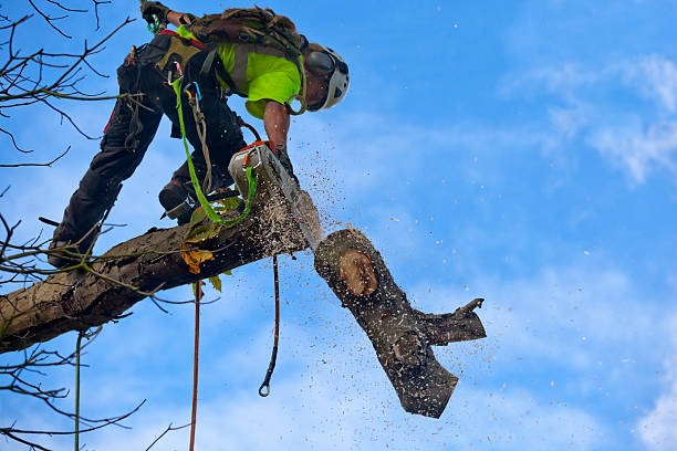 Professional Tree Care in Lexington, SC